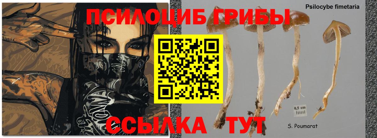 Галлюциногенные грибы Magic Shrooms Шахты